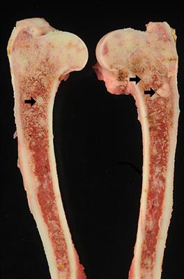 Case Report: Novel Disseminated Paecilomyces formosus Infection in a Dog